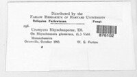 Uromyces rhynchosporae image